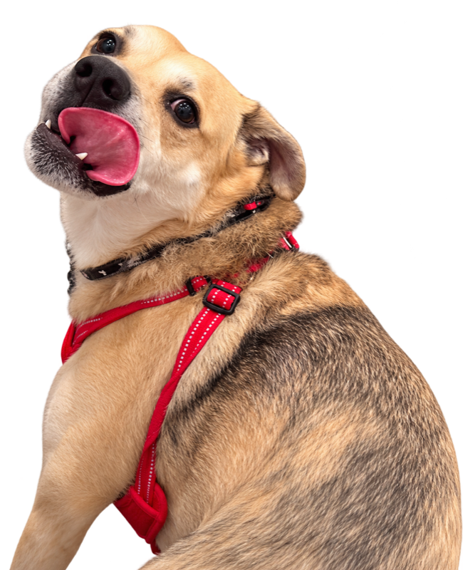 Canelo looking back playfully with his tongue out